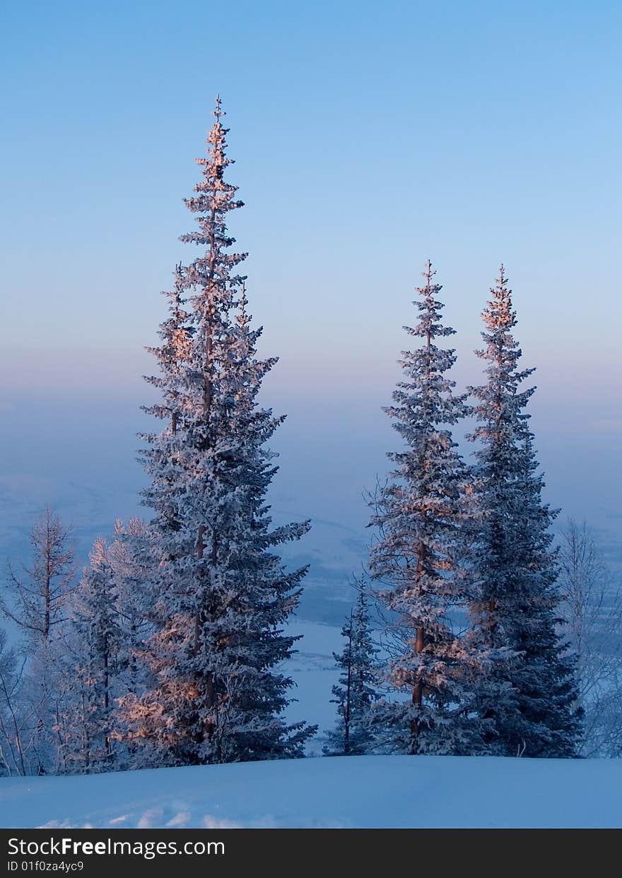 Firs on sundown at winter