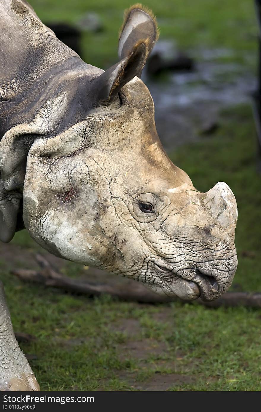 Rhinoceros close up of head covered with mud. Rhinoceros close up of head covered with mud