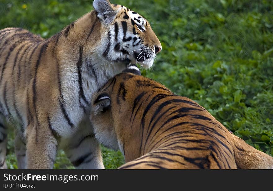 Two tigers playing with each other