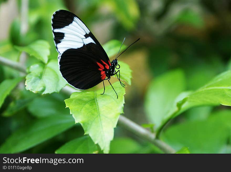 Black, White, and Red Butterfly quiches his thirst by drinking water from a leaf. Black, White, and Red Butterfly quiches his thirst by drinking water from a leaf.