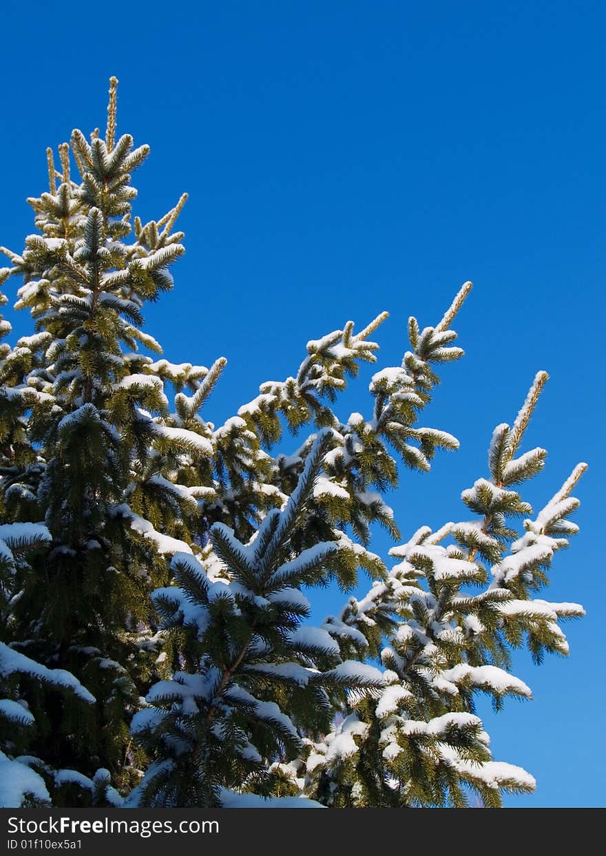 Top of the fir on background sky