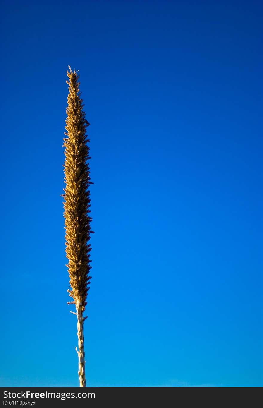 Yucca or Century desert plant behind a clear blue sky. Yucca or Century desert plant behind a clear blue sky.