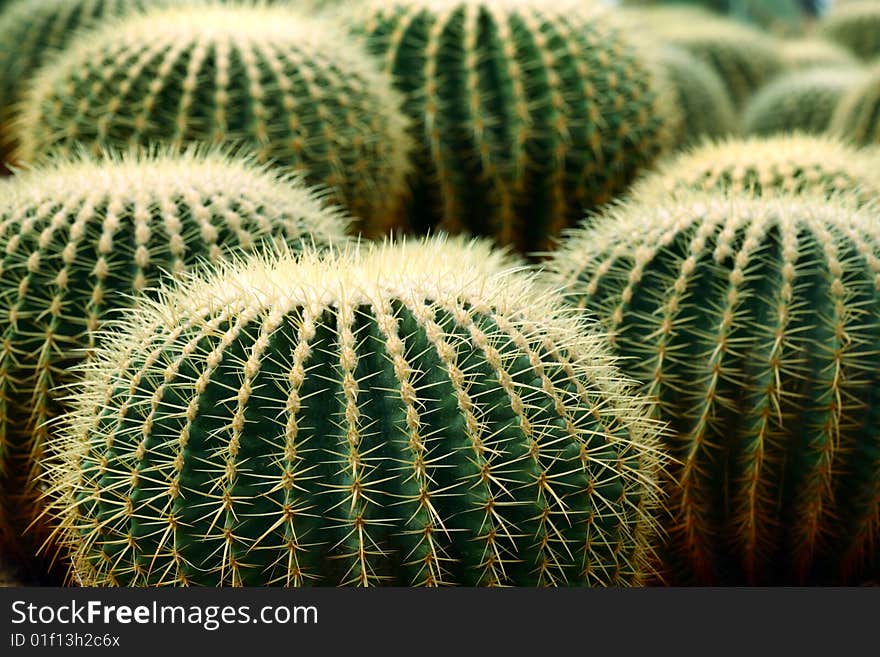 group shot of pin sharp cactus in the garden