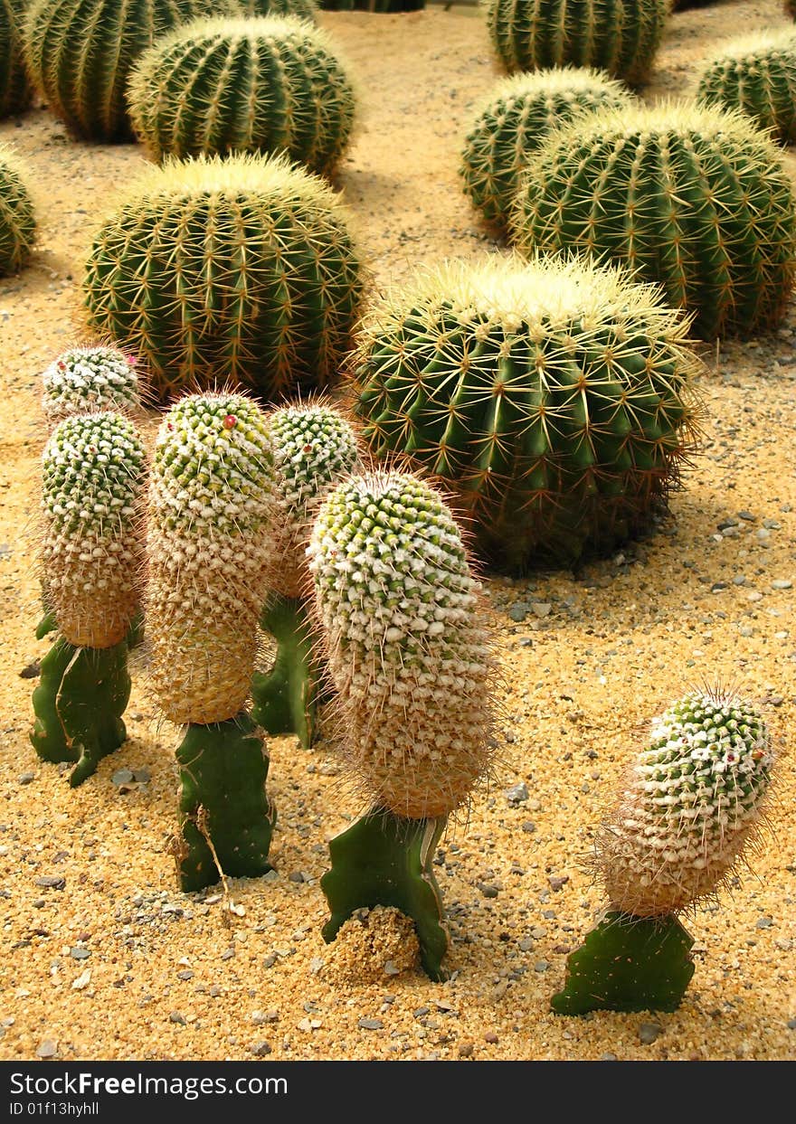 different shapes of the cactus grows in the desert