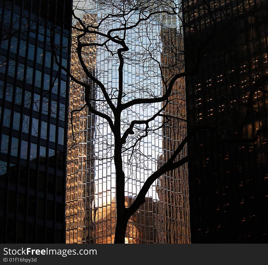 A stark, leafless tree silhouetted against skyscrapers, in the financial district, downtown Toronto, Ontario, Canada. A stark, leafless tree silhouetted against skyscrapers, in the financial district, downtown Toronto, Ontario, Canada.