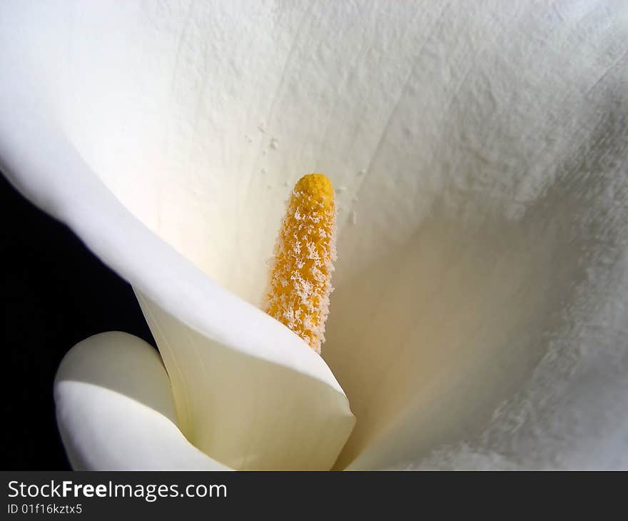 The graceful curves of a pretty white cala lily. The graceful curves of a pretty white cala lily.