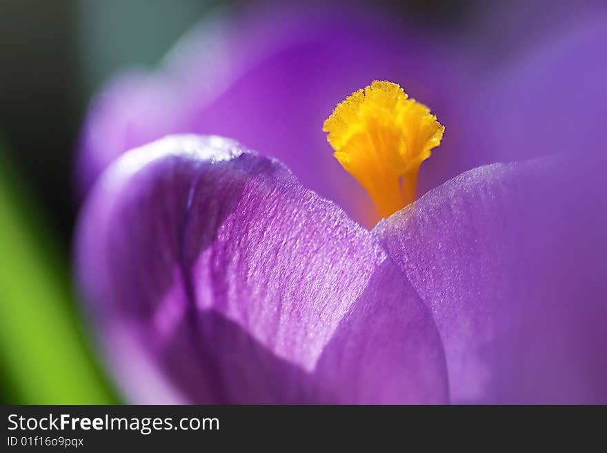 A dreamy looking purple crocus flower, with limited focus on the stamen.