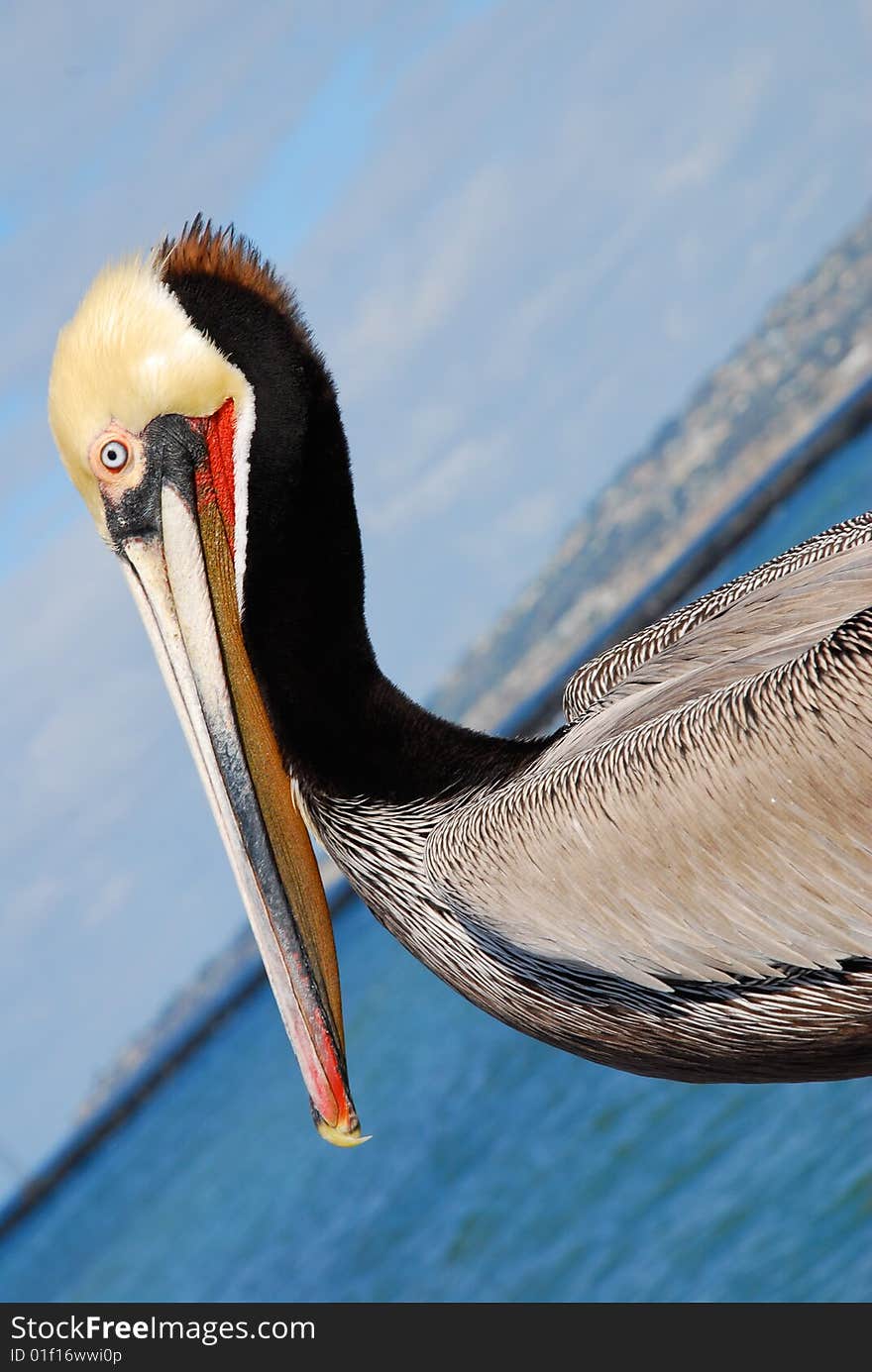 Beach pelican