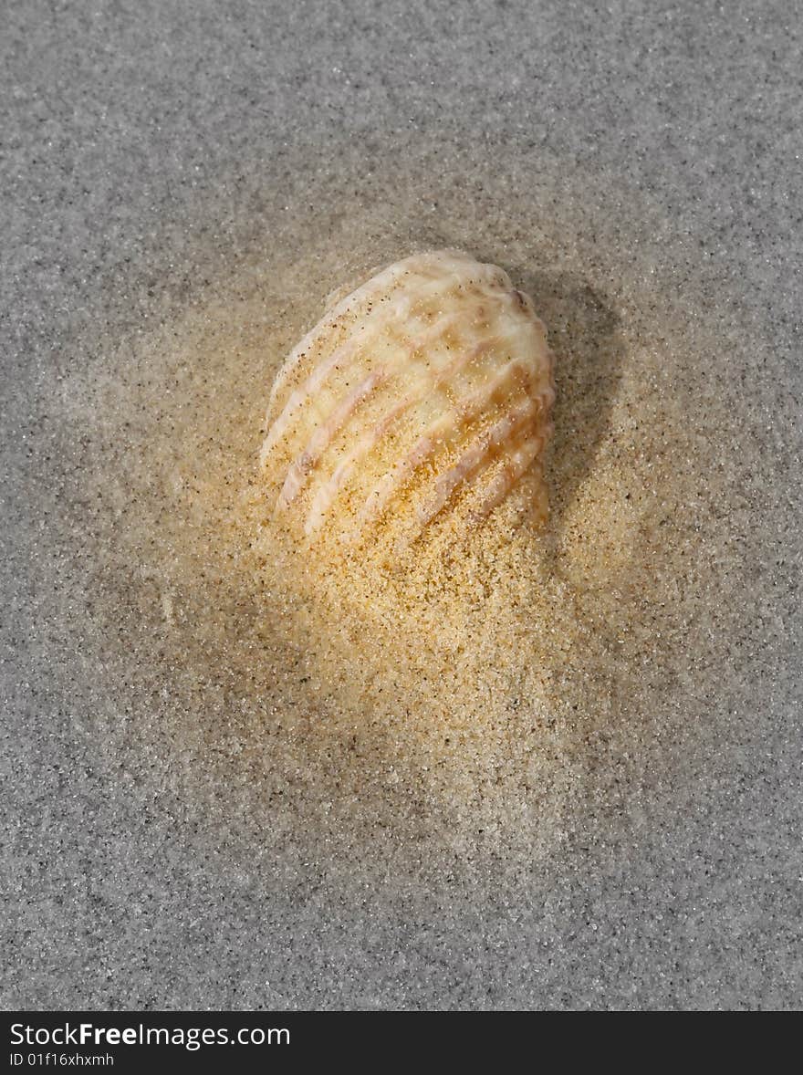 Orange sea shell with black and white background