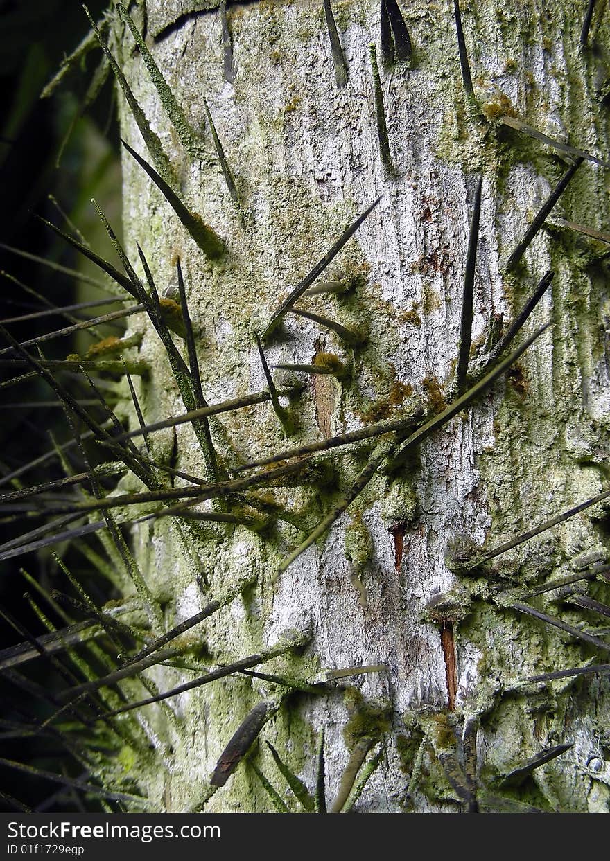 Floss Silk Tree