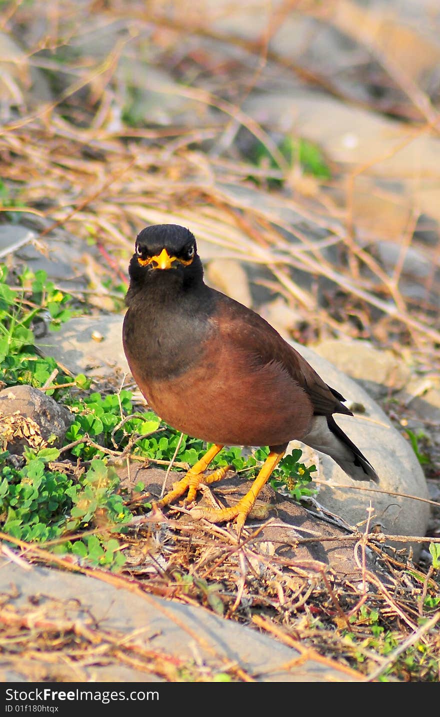 Myna looking great in wild.