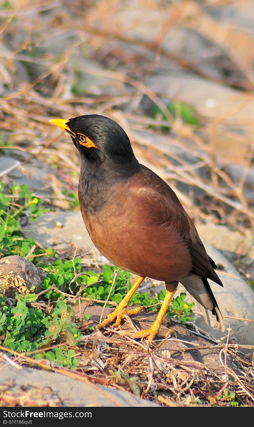 Myna looking great in wild.