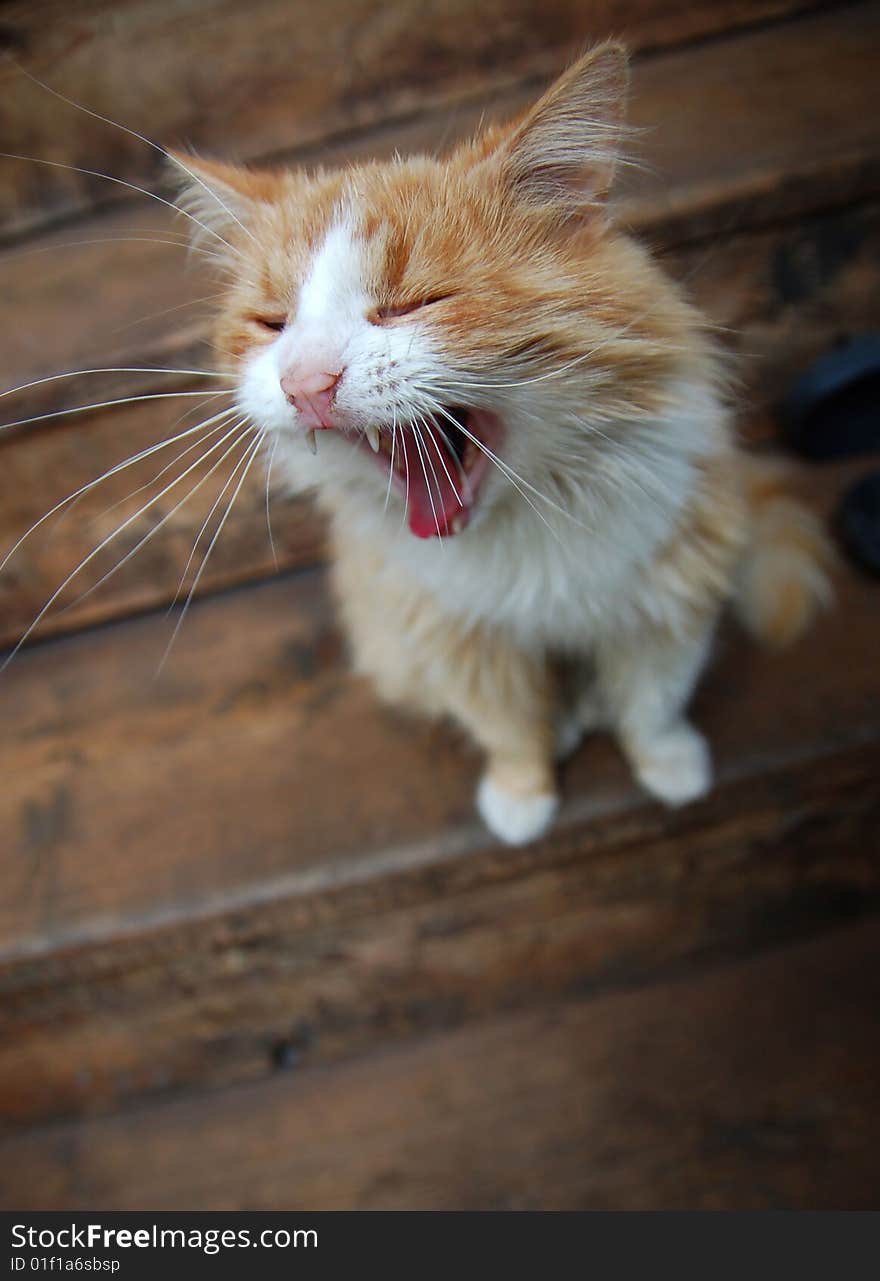 Yawning cat