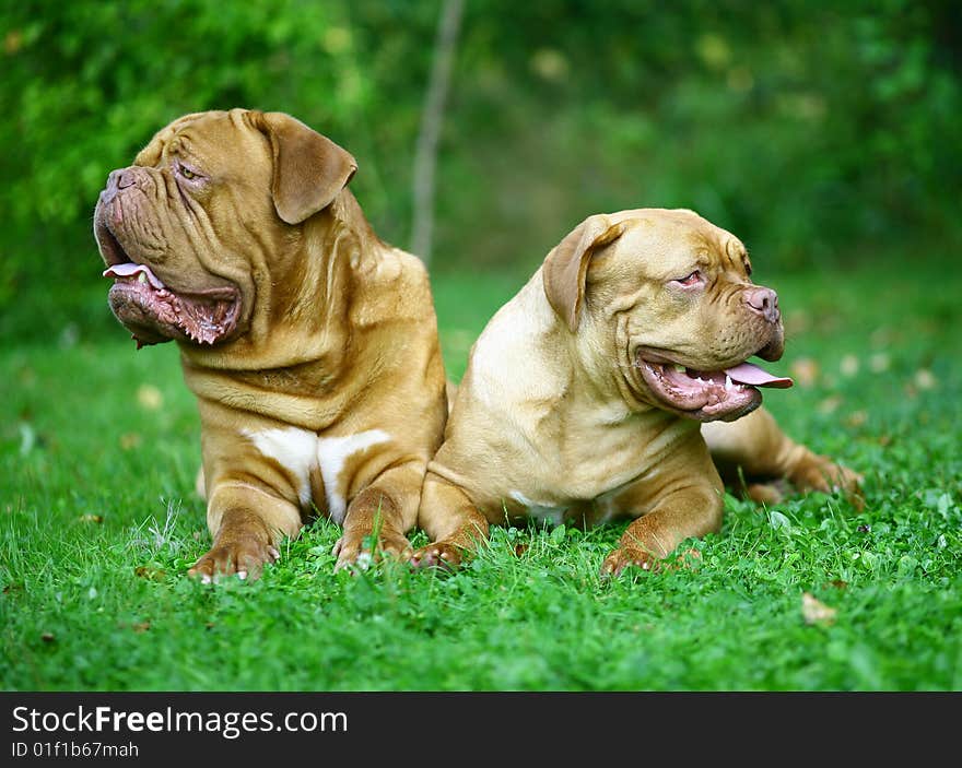 Two mastiff from Bordeaux in a grass. Two mastiff from Bordeaux in a grass.