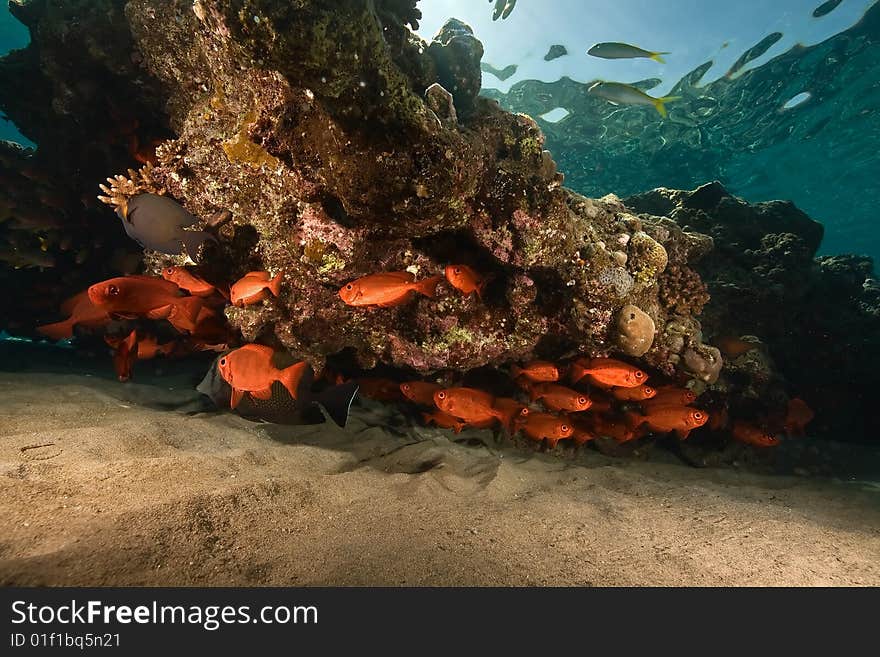 Crescent-tail bigeye (priacanthus hamrur) taken in the red sea.