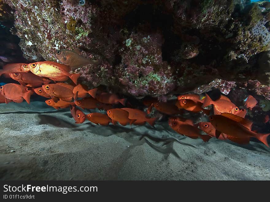 Crescent-tail bigeye