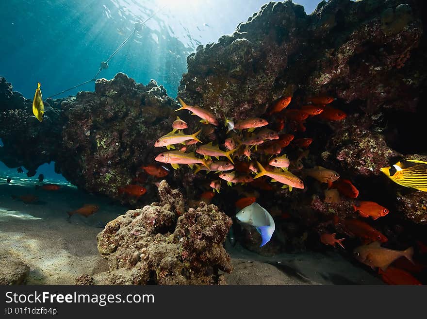 Coral and fish taken in the red sea.