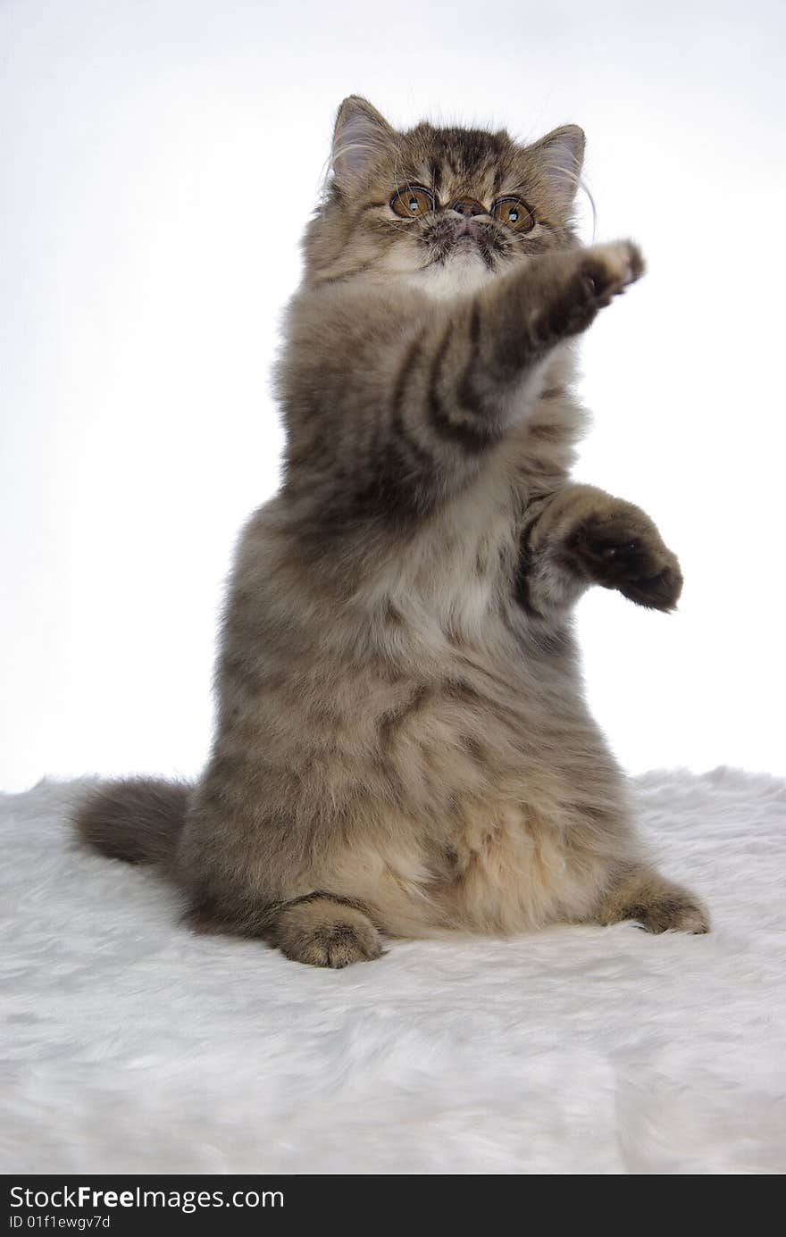 A grey tabby persian boxing in the air. A grey tabby persian boxing in the air