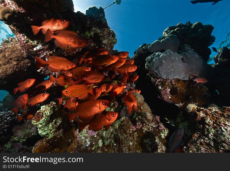 Crescent-tail bigeye (priacanthus hamrur)taken in the red sea.