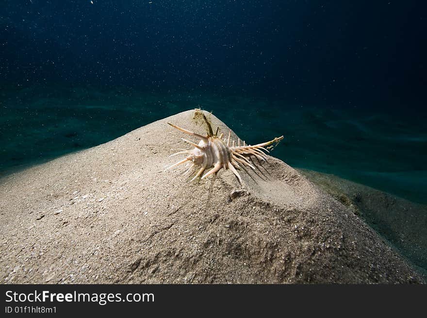 Comb murex (murex forskoehlii)taken in the red sea.