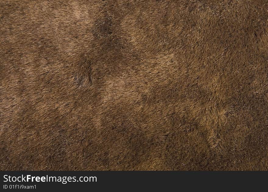 Bear coat texture close up