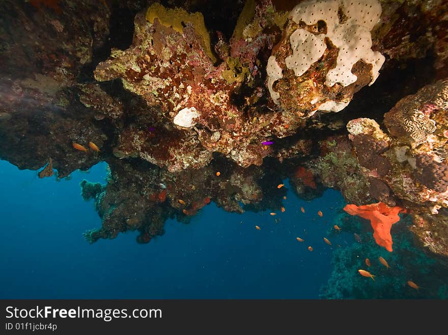 Coral and fish taken in the red sea.