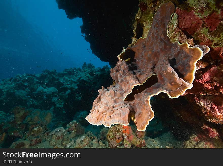 Elephant ear coral (mycedium elephantotus)taken in the red sea.