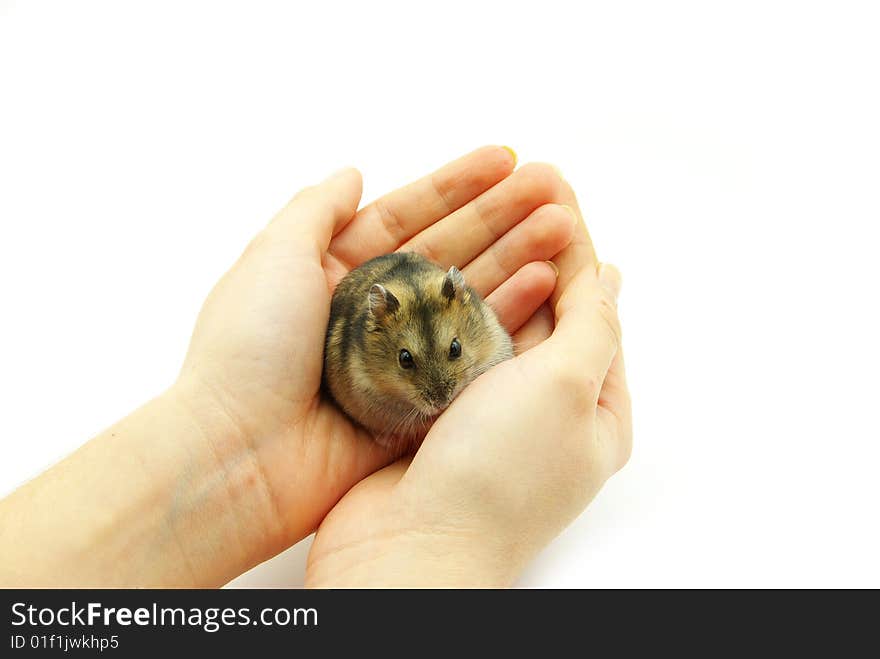 Hamster In Hands