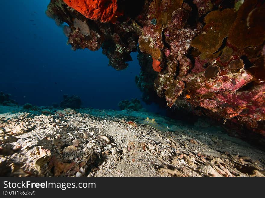 Bluespotted stingray (taeniura meyeni)taken in the red sea.