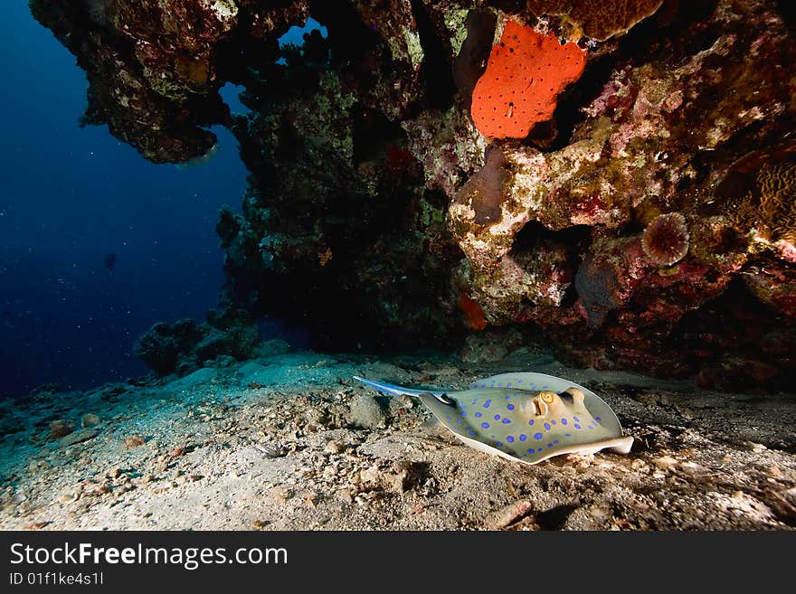 Bluespotted stingray (taeniura meyeni)taken in the red sea.