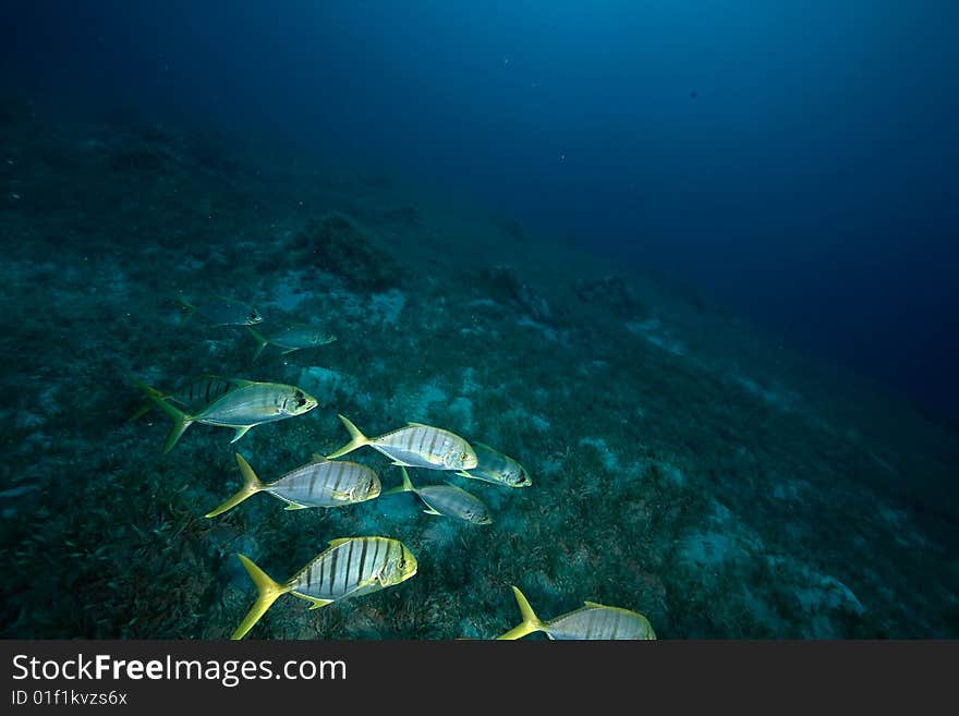 Golden trevally (gnathanodon speciosus)taken in the red sea.