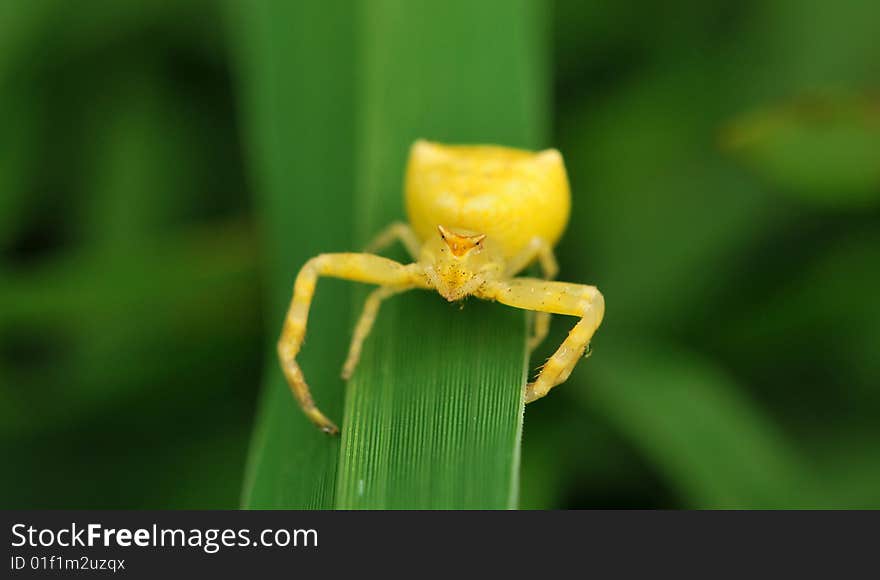 Yellow spider