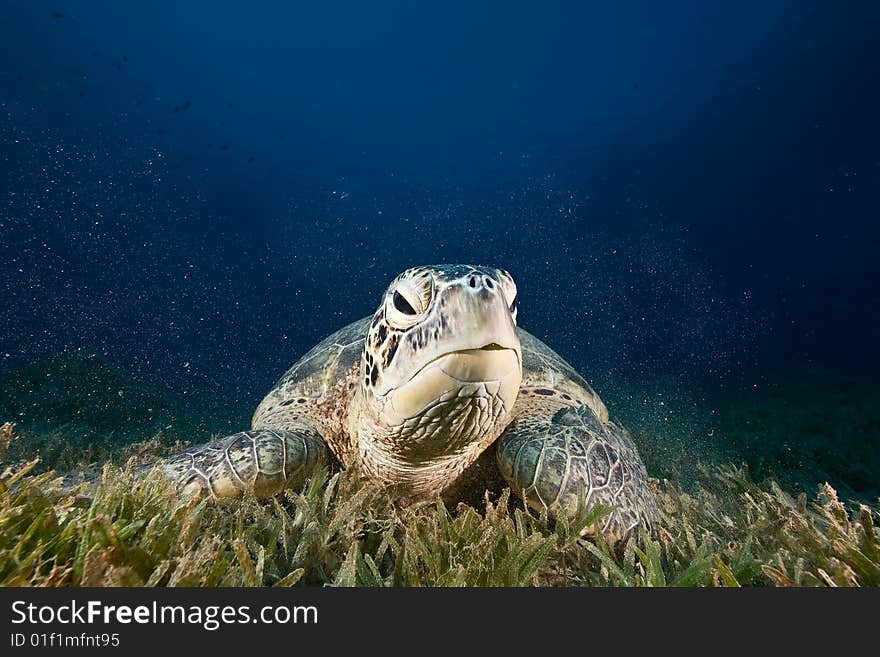 Male green turtle (chelonia mydas)taken in the red sea.