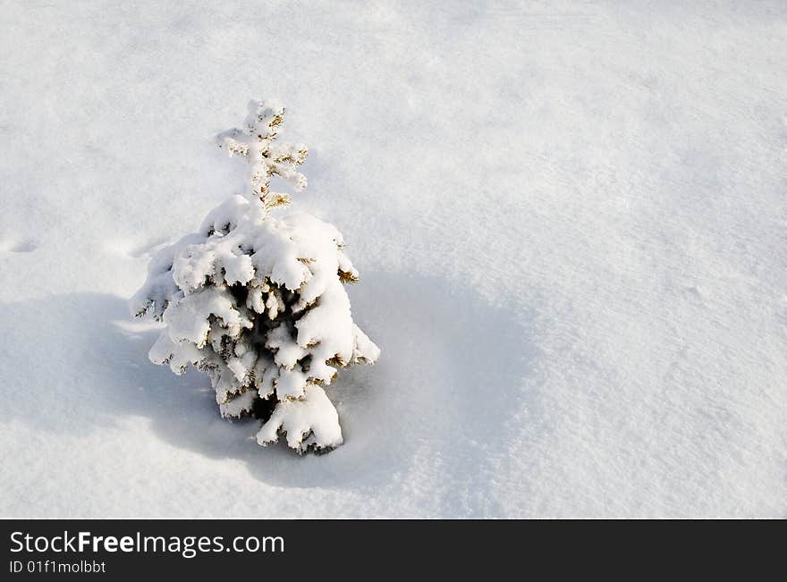 Lonely spruce covered with snow. Lonely spruce covered with snow