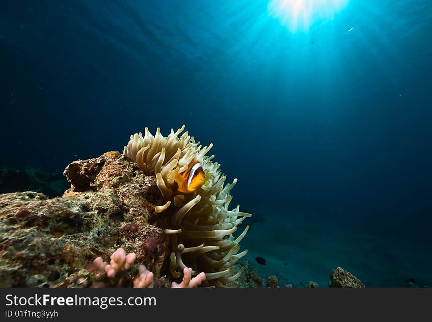 Anemonefish (Amphipiron bicinctus)taken in the red sea.