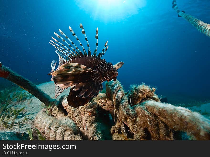 Lionfish (pterois miles) taken in the red sea.