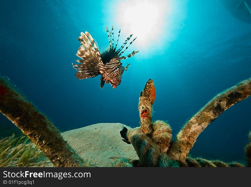 Lionfish (pterois miles)taken in the red sea.