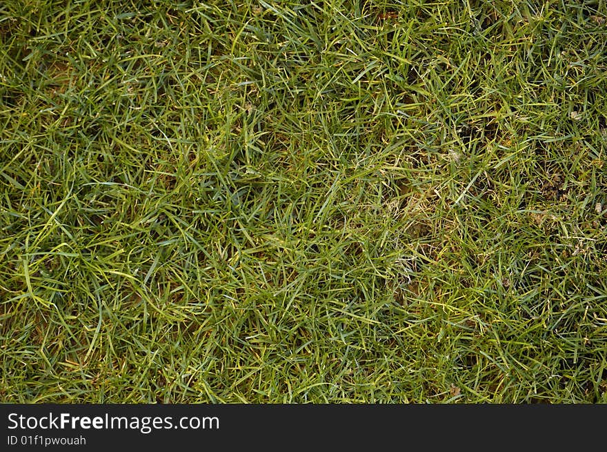 Texture of a green grass field. Texture of a green grass field