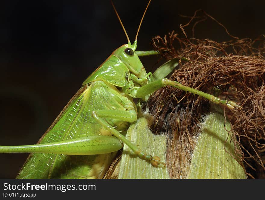 Katydid