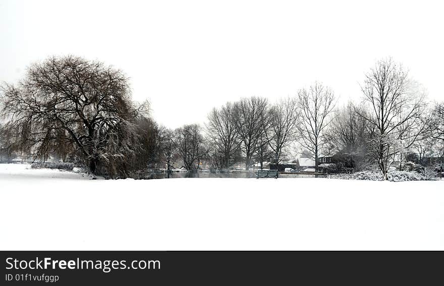 Shot of a row of trees in the winter snow. Shot of a row of trees in the winter snow