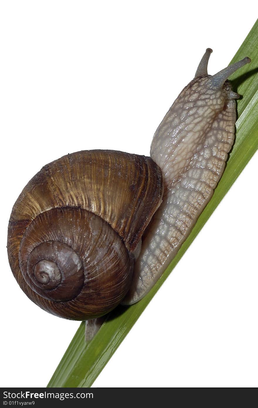 Snail on the leaf