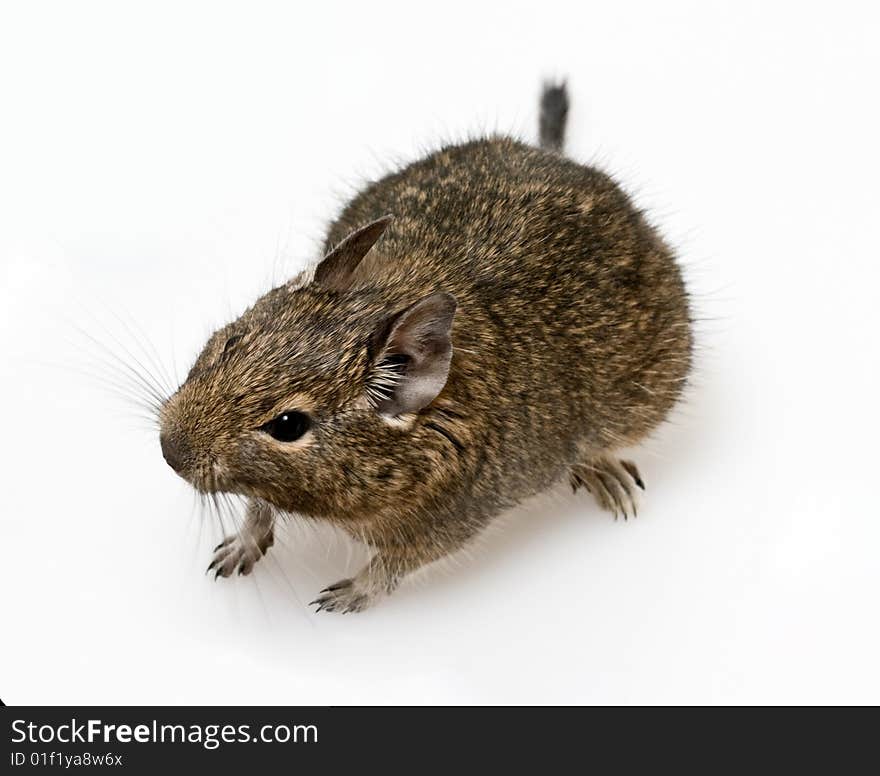 Rodent degu on neutral background