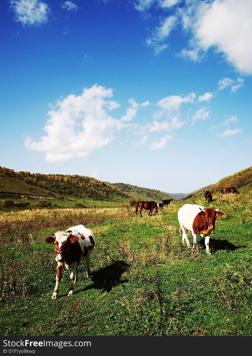 Grazing natural pastures in China's Shaanxi. Grazing natural pastures in China's Shaanxi