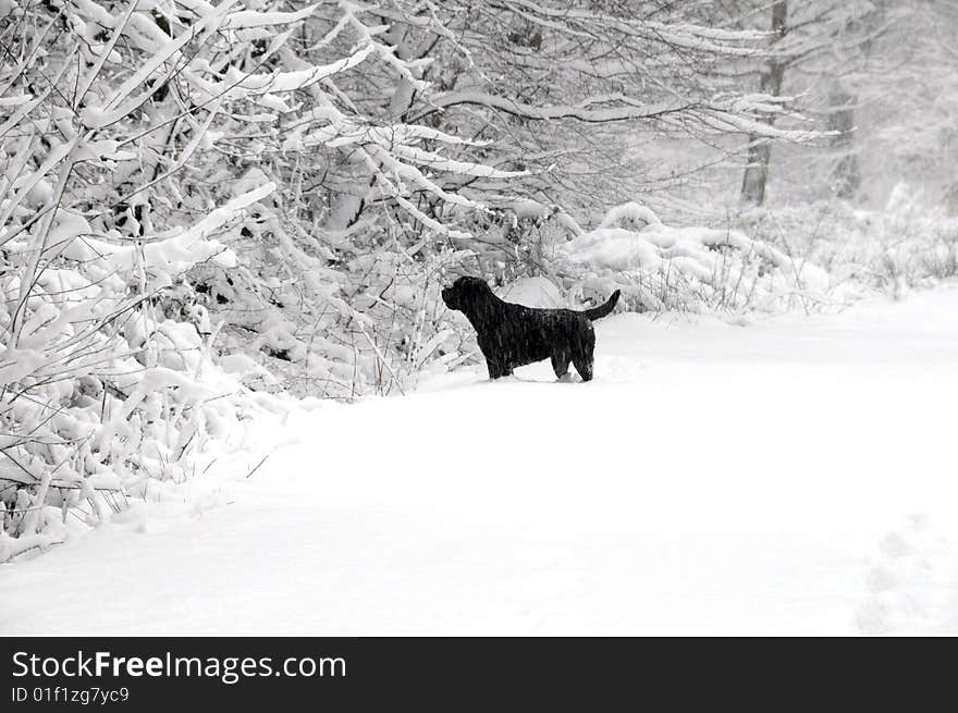 Shot of a chocolate labrador in the winter snow. Shot of a chocolate labrador in the winter snow