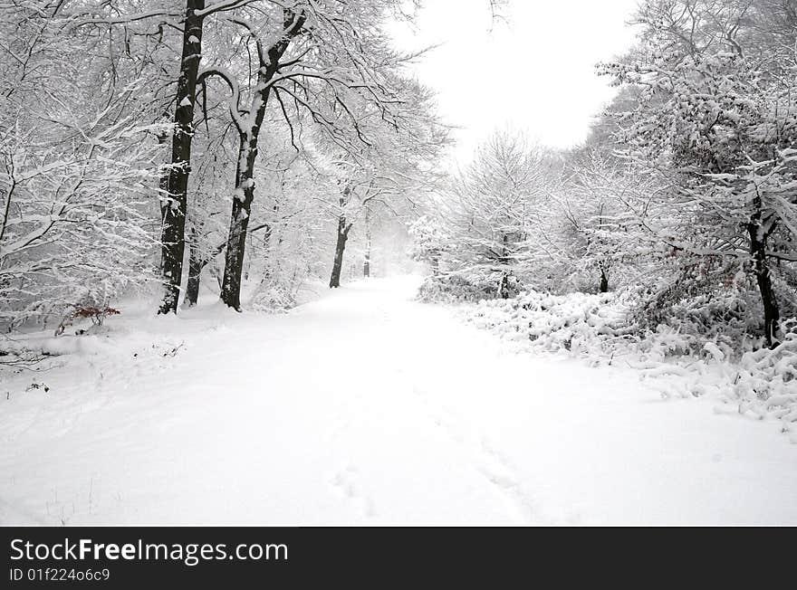 A Shot of a snowy winter forest. A Shot of a snowy winter forest