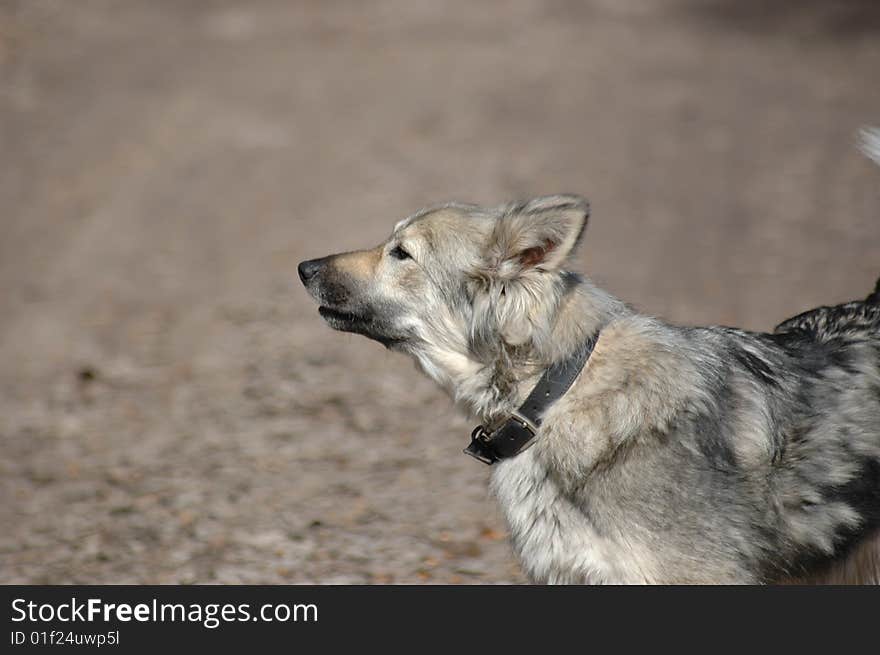 Barking grey dog in the street