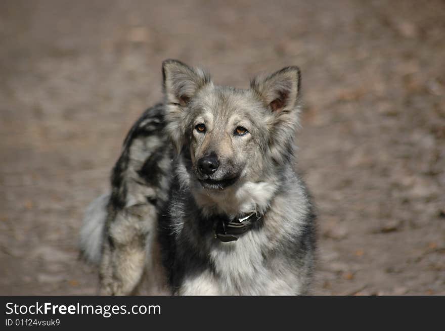 Barking grey dog in the street