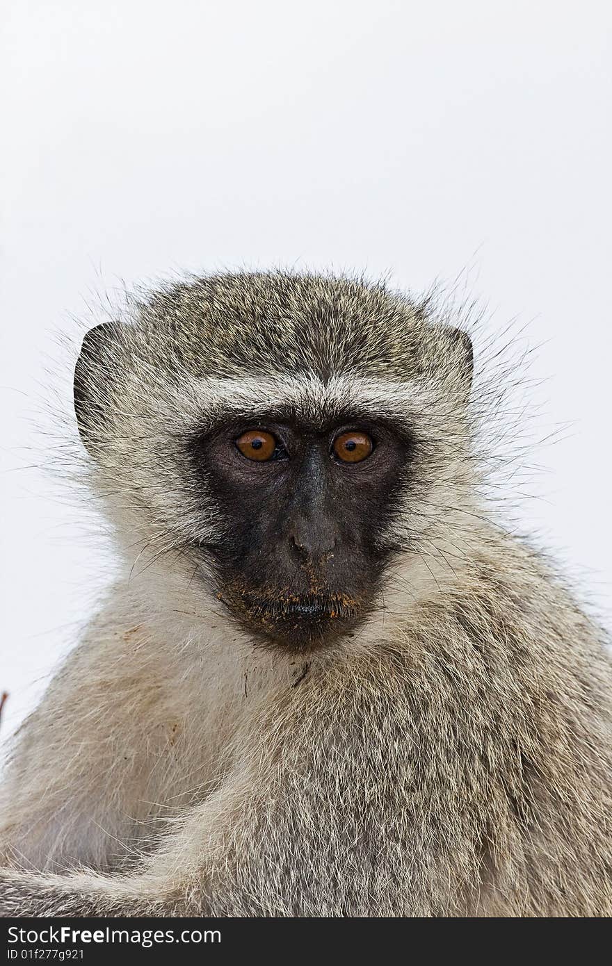 Close-up of Vervet monkey; Cercopithecus Aethiops