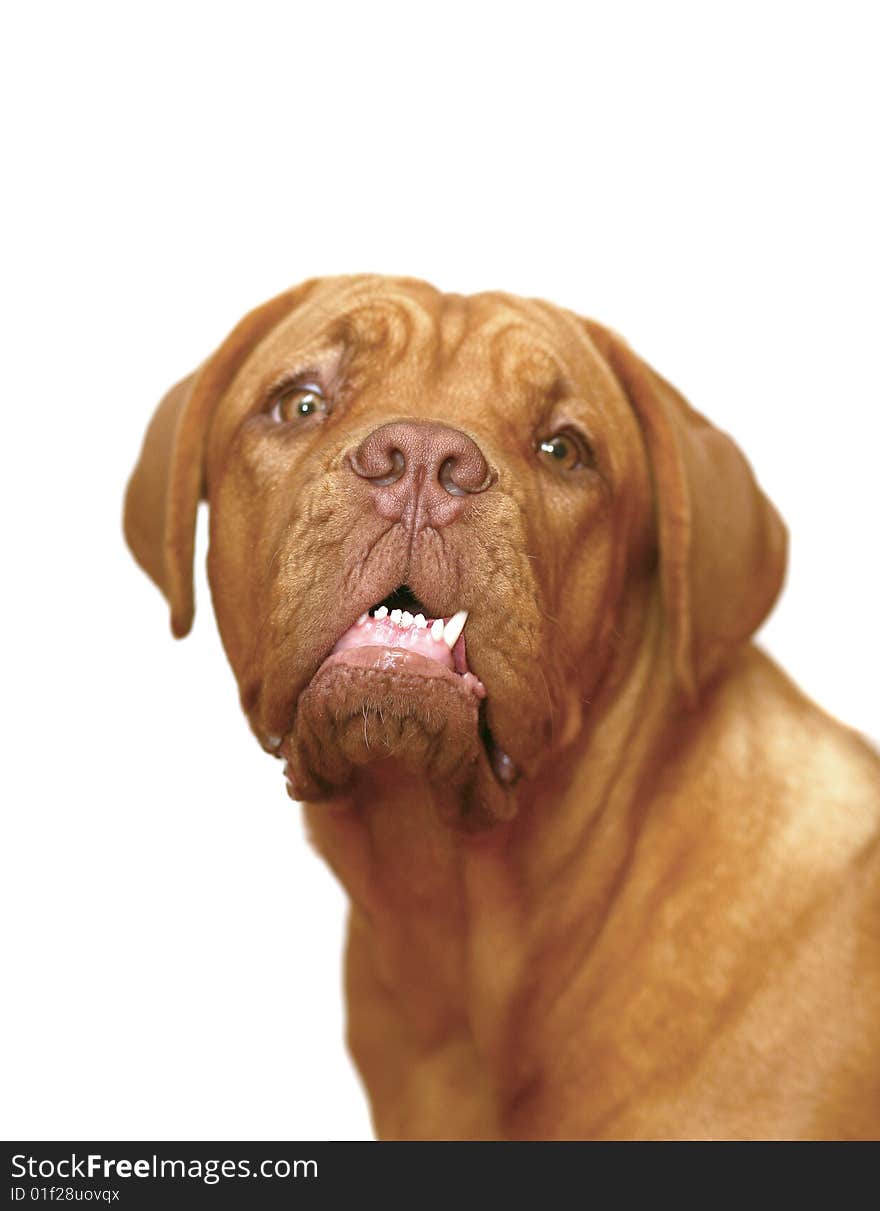 Mastiff from Bordeaux on a white background. Mastiff from Bordeaux on a white background.