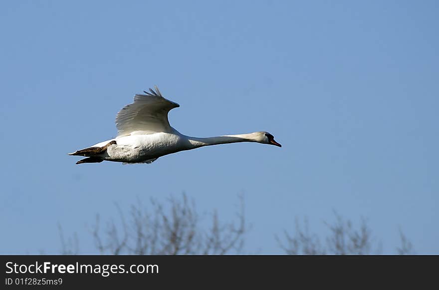 A single  swan flying in the blue sky